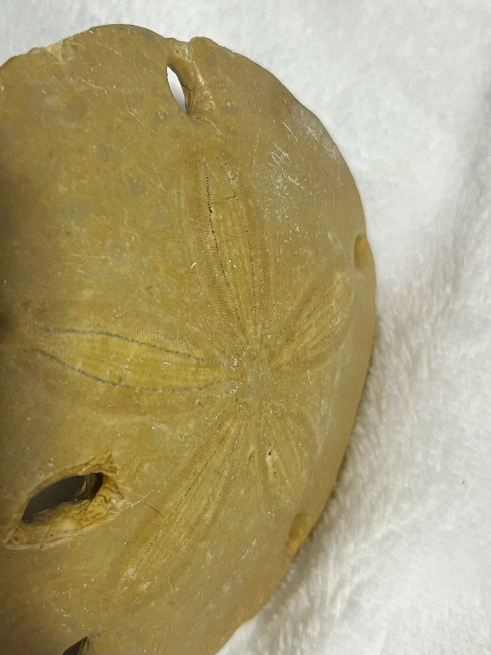 Natural Keyhole Sand Dollar Shell Beach Ocean Coastal Decor Collectible 4-5 In